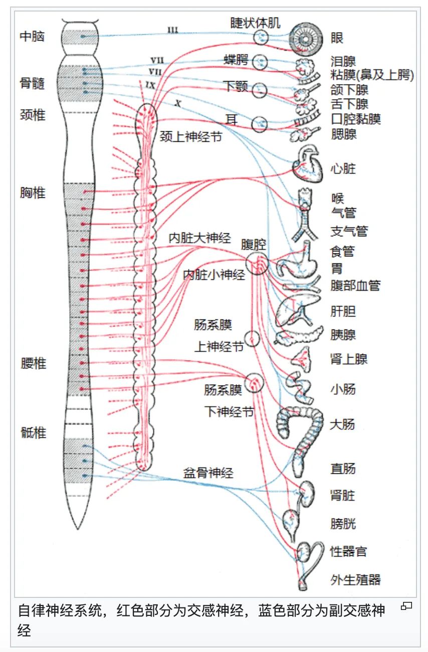 自律神经系统_交感_副交感神经